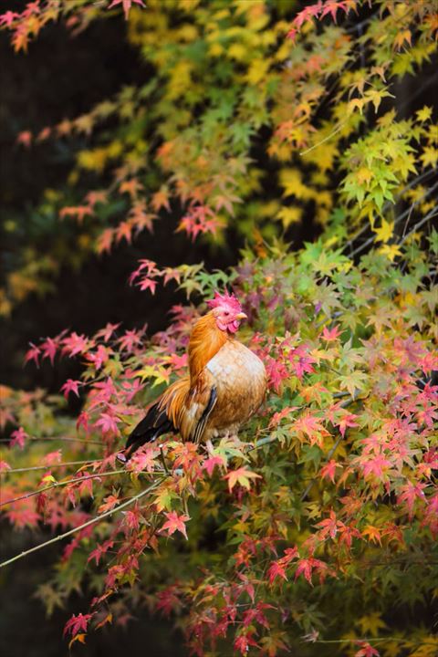 紅葉とオスのニワトリ