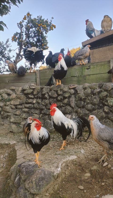 石壁に集まるニワトリ