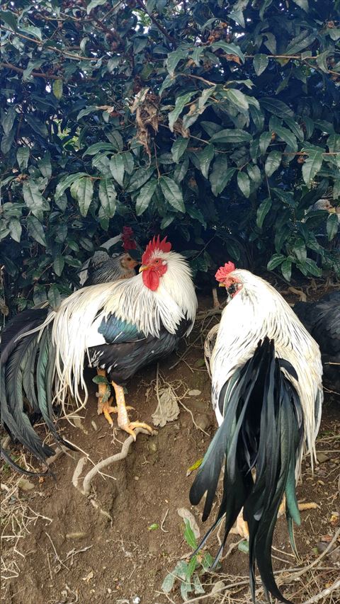 草の下に入ろうとするニワトリ