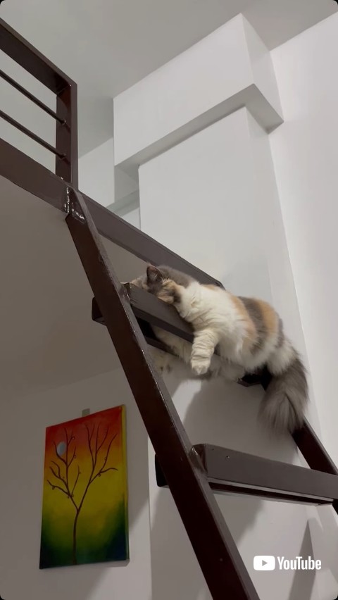 階段と一体化する猫