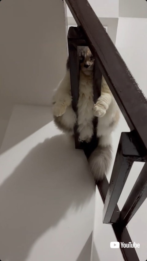 隙間から顔を見せる猫