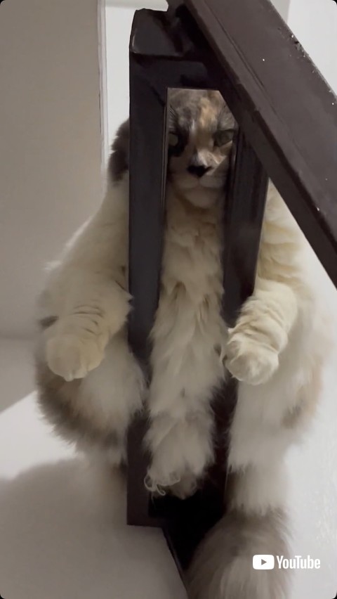 隙間から顔をのぞかせる猫