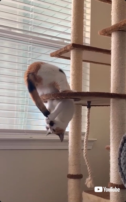 しっぽをしゃぶる猫