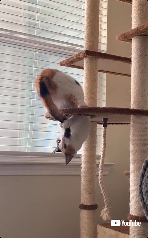 しっぽをはむはむする猫