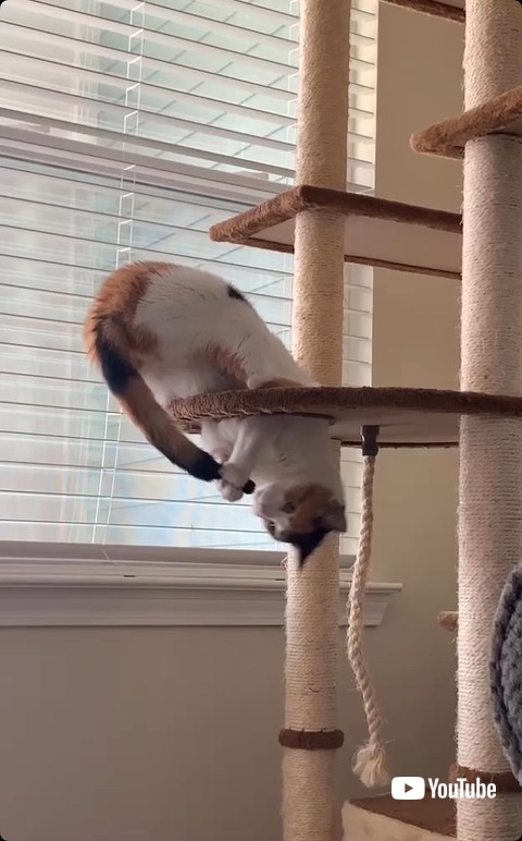 しっぽをかもうとする猫