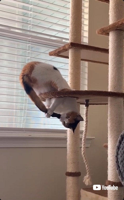 しっぽをつかんで口に入れる猫