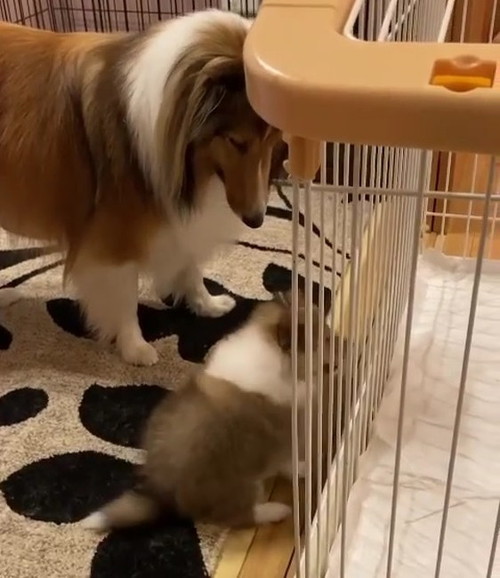 シェルティ姉妹