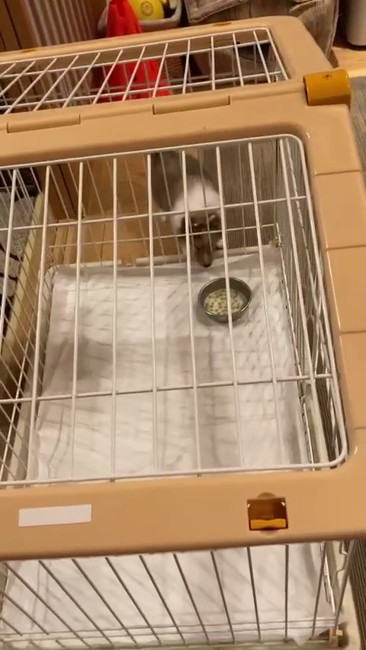 ケージの中にごはん