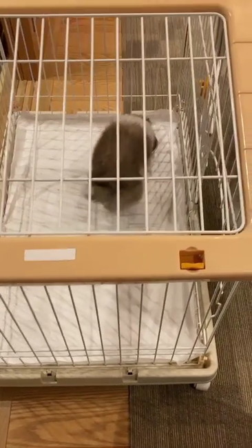 ごはんにありついた