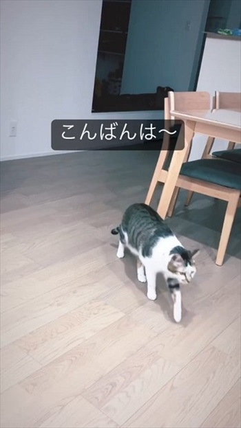 想像以上に「こんばんは」と言う猫