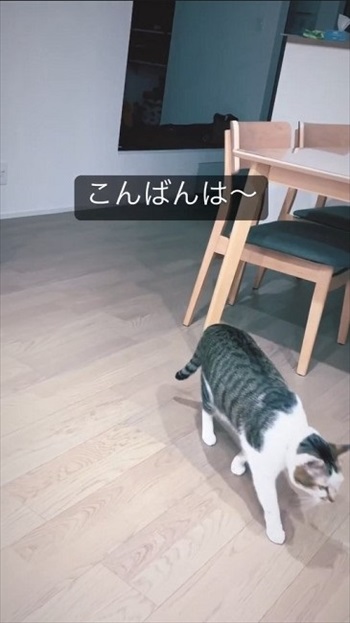 想像以上に「こんばんは」と言う猫