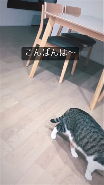 通り過ぎる猫