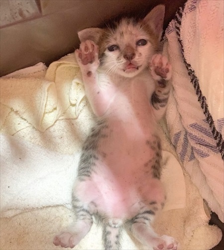 お迎えしたときの猫
