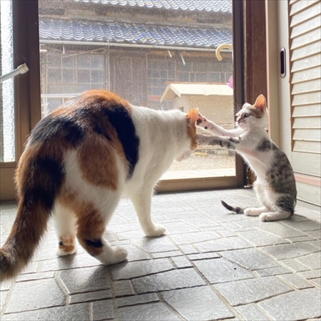 先住猫にパンチする猫