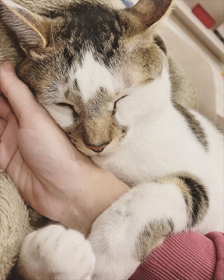 しがみつく猫