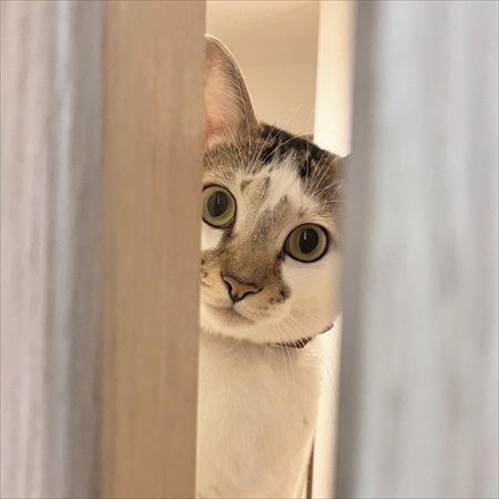 部屋をのぞく猫