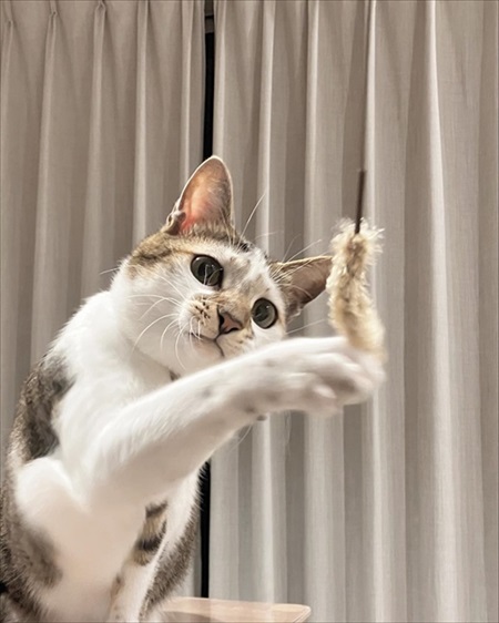 大好きなおもちゃと猫