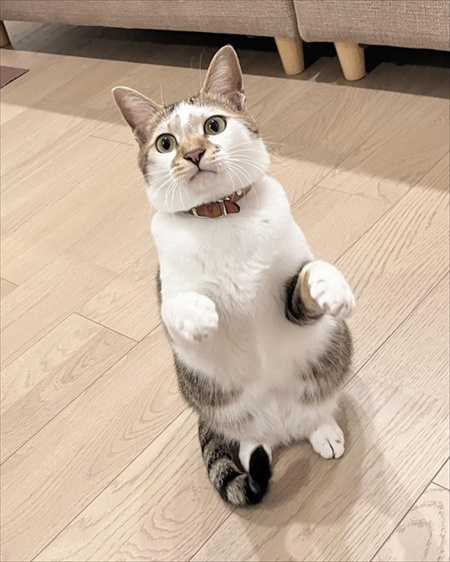 かわいい表情の猫