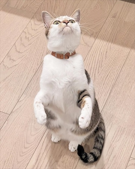 猫の表情
