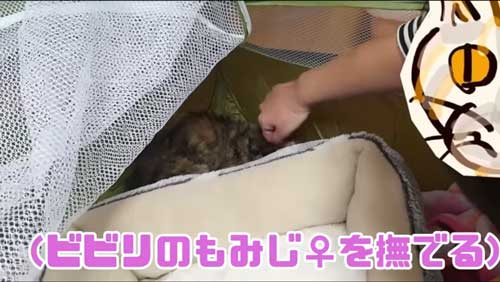 子猫をナデナデ