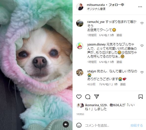神田沙也加の愛犬