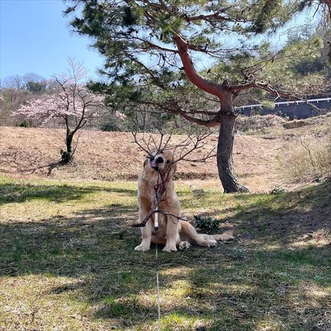 枝くわえてるゴールデン遠くから