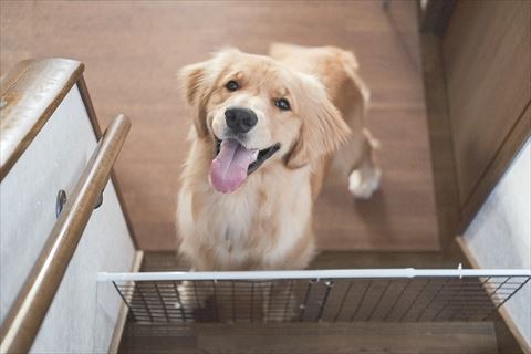 柵の中にいるワンコ