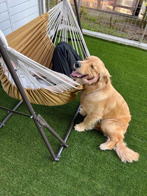ハンモックとワンコ