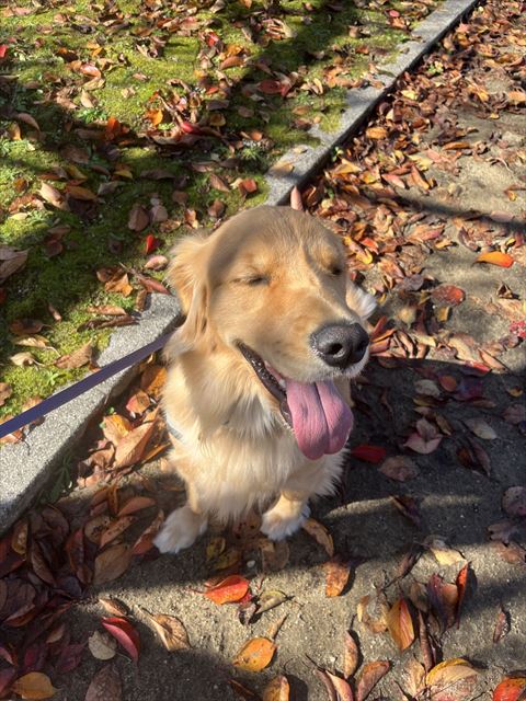 目をつむった笑顔散歩中