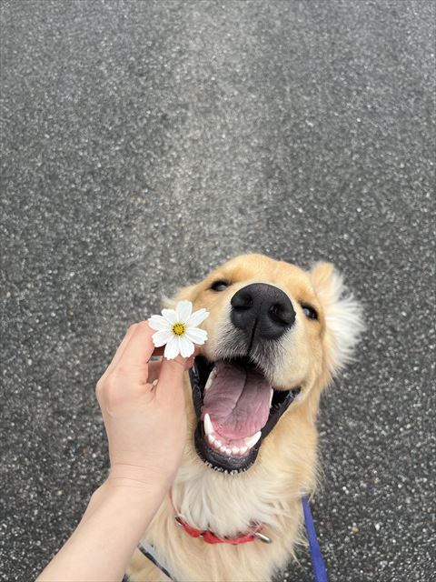 お花とワンコ