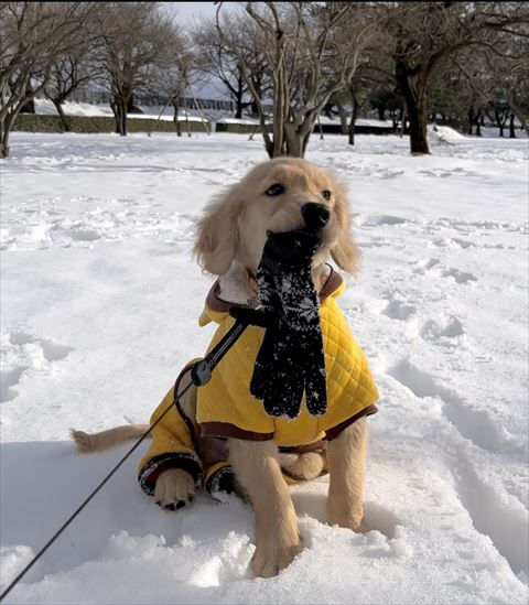 手袋くわえる子犬