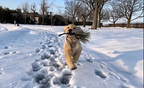 枝をくわえて走る子犬
