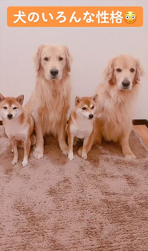 ゴールデンと柴犬