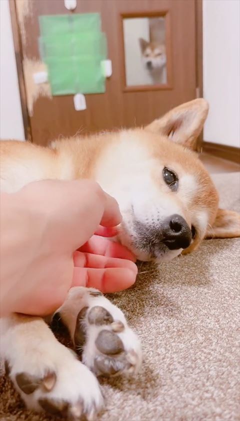 ワンコのアゴをなでなで