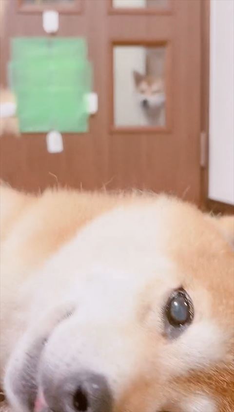 小窓ワンコ少しアップ