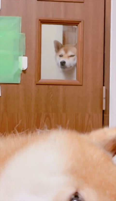 小窓かわのぞくワンコウインク