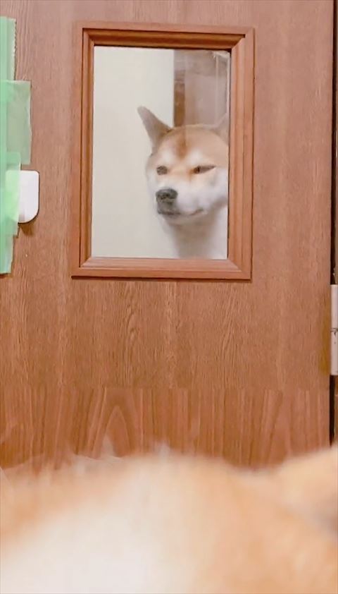 目線をそらすワンコ