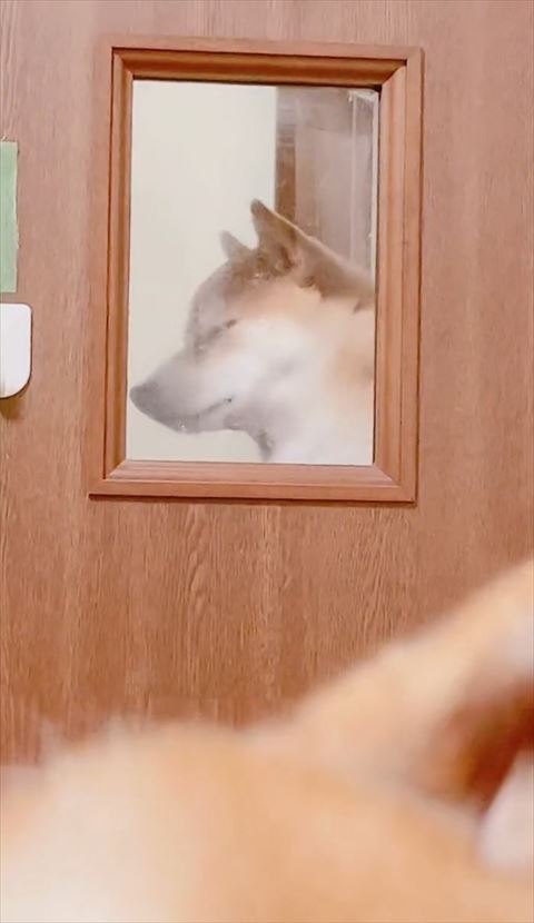 小窓ワンコ横顔