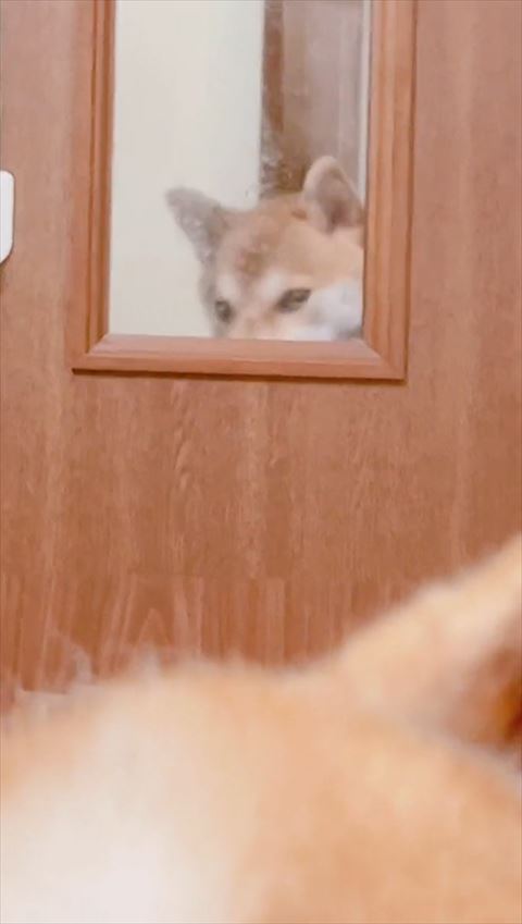 小窓から目だけ見えるワンコ