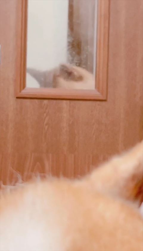 小窓から見えるワンコ頭