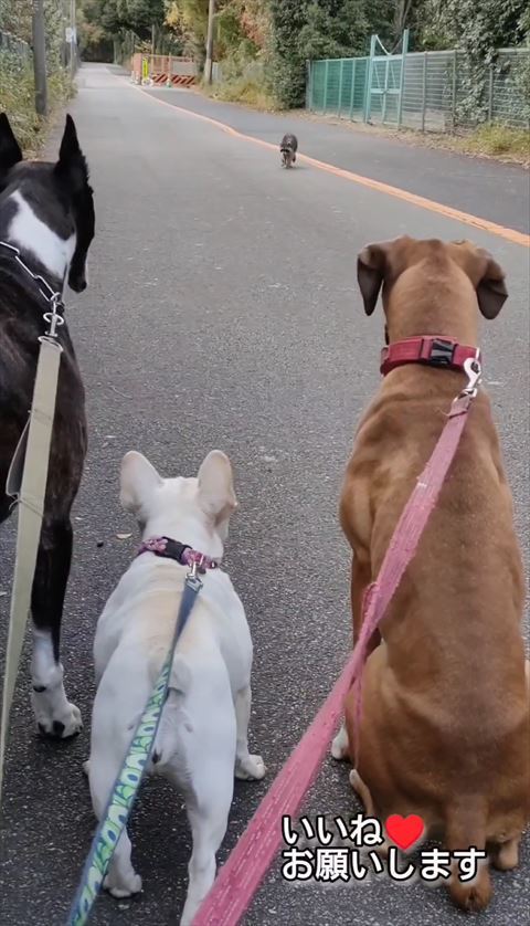 遠くのアライグマを見つめるワンコたち