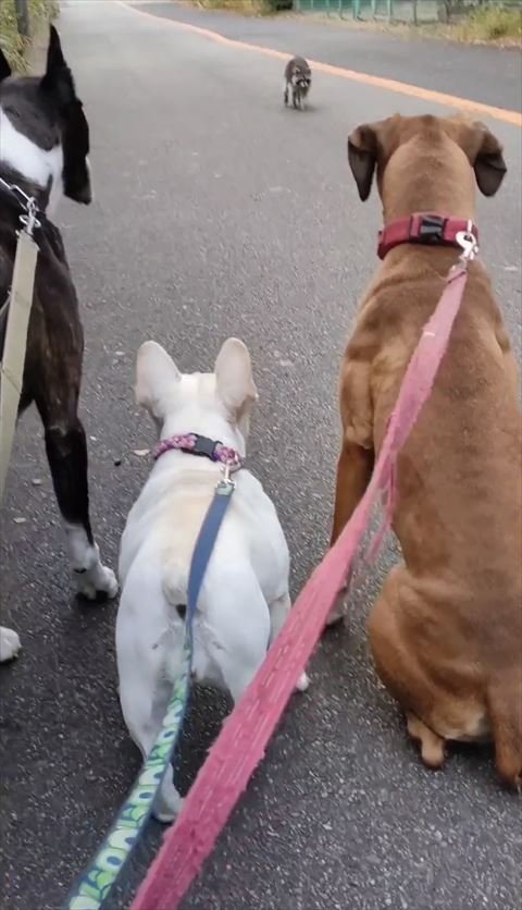 近づいてくるアライグマ