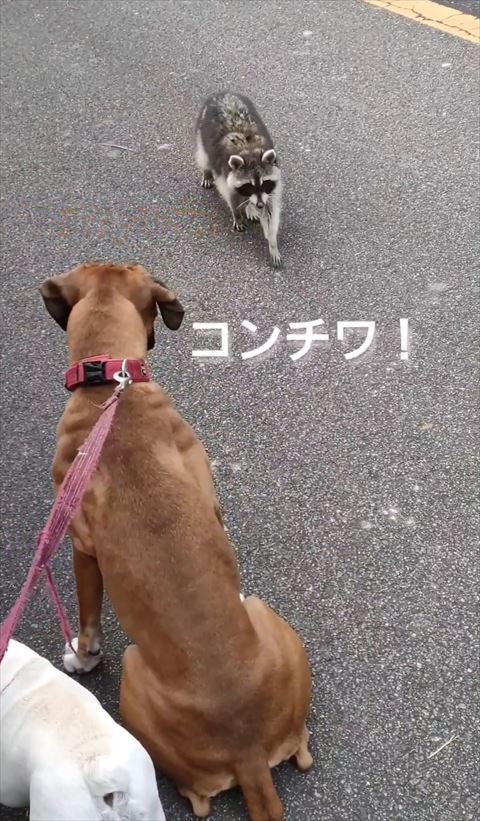 こんにちわテロップ