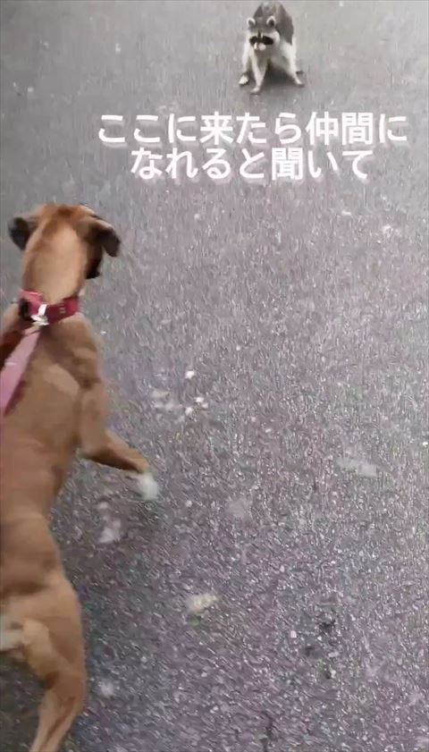 仲間になれると聞いてテロップ