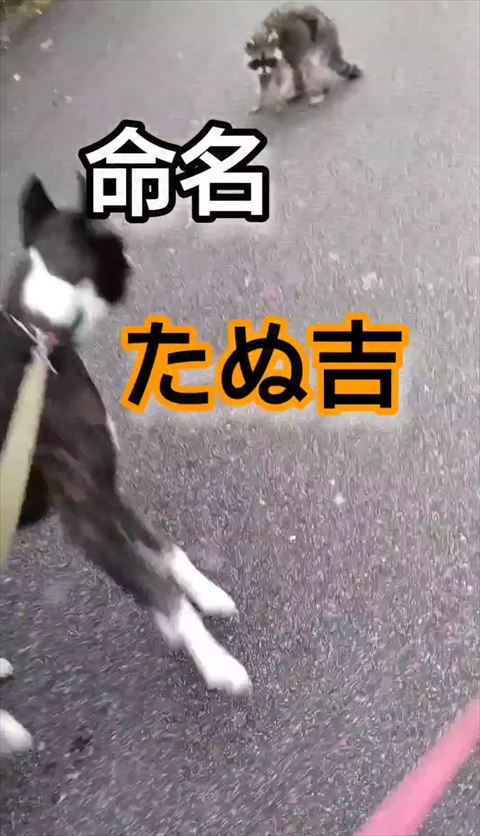 命名たぬ吉
