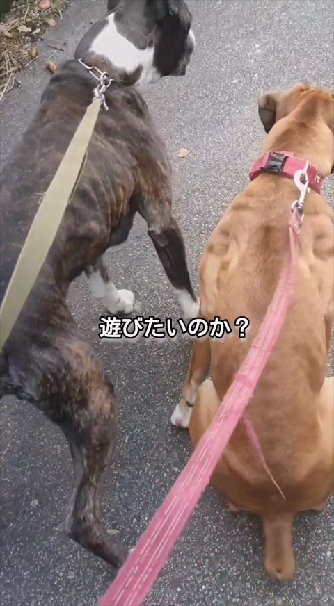 遊びたいのかテロップ