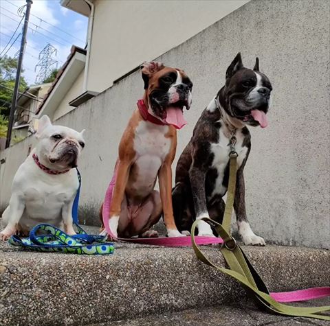 階段上でお座りしてるワンコたち