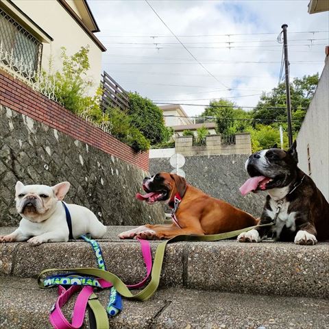 伏せしてるワンコたち