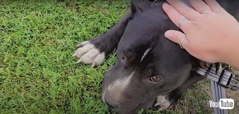 うずくまるワンコ