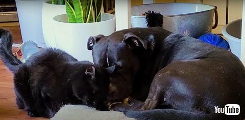 先住猫と保護犬